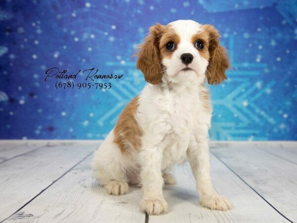 Cavalier King Charles Spaniel-DOG-Female-BLIENHIEM-21864-Petland Kennesaw, Georgia