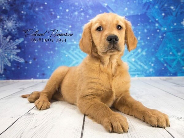 Golden Retriever DOG Female DK GLDN 21860 Petland Kennesaw, Georgia