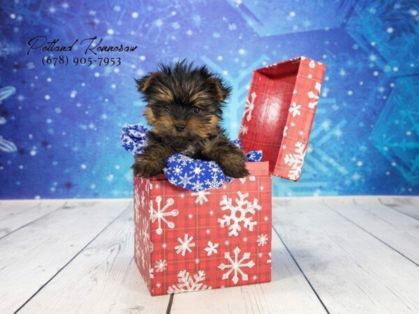 Yorkshire Terrier DOG Male BLK & TN 21854 Petland Kennesaw, Georgia