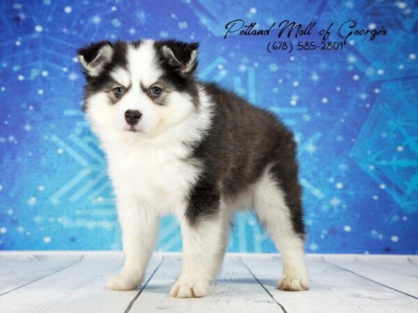 Huskimo-DOG-Male-Black White-1142-Petland Kennesaw, Georgia