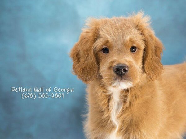 Miniature Goldendoodle DOG Male Red 1183 Petland Kennesaw, Georgia