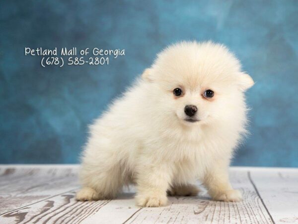 Pomeranian-DOG-Male-Cream-1234-Petland Kennesaw, Georgia