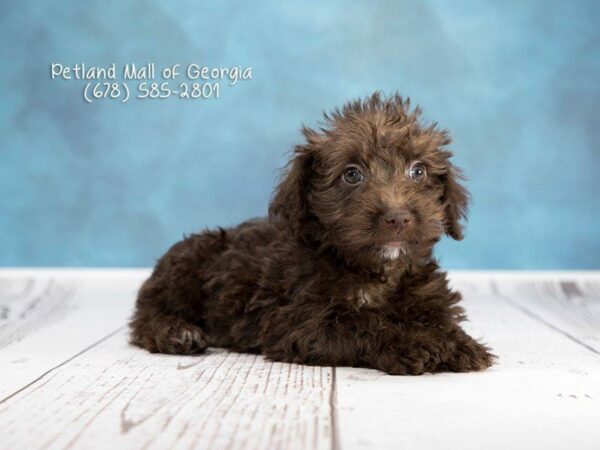 Schnoodle DOG Male Chocolate 1245 Petland Kennesaw, Georgia