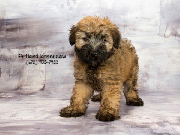 Soft Coated Wheaten Terrier DOG Male Wheaten 21915 Petland Kennesaw, Georgia