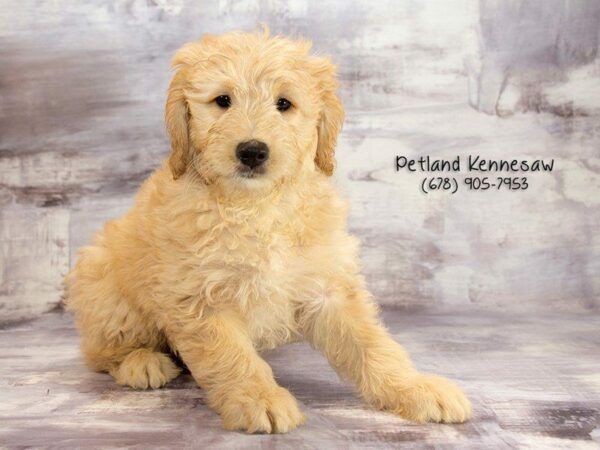 Miniature Goldendoodle DOG Female Golden 21913 Petland Kennesaw, Georgia