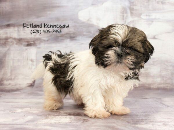 Shih Tzu-DOG-Male-Gold Sable-21908-Petland Kennesaw, Georgia