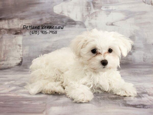 Maltese DOG Male White 21907 Petland Kennesaw, Georgia