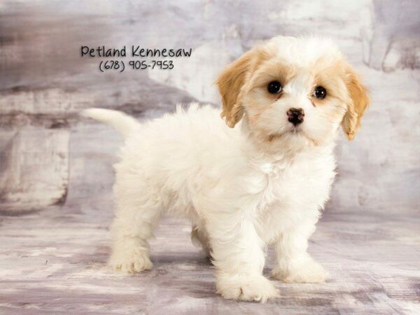 Cavachon-DOG-Female-br-wh-21902-Petland Kennesaw, Georgia