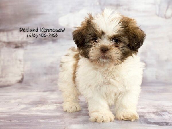 Shih Tzu DOG Female Red / White 21896 Petland Kennesaw, Georgia