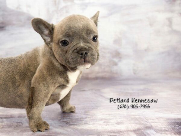 French Bulldog DOG Male FN 21892 Petland Kennesaw, Georgia