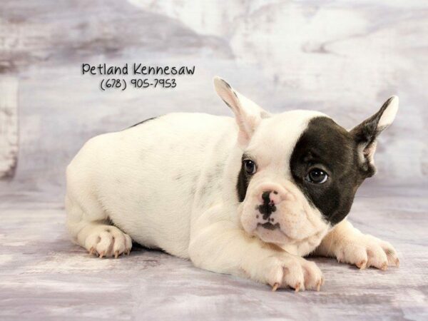 French Bulldog DOG Male Black / White Brindle 21890 Petland Kennesaw, Georgia