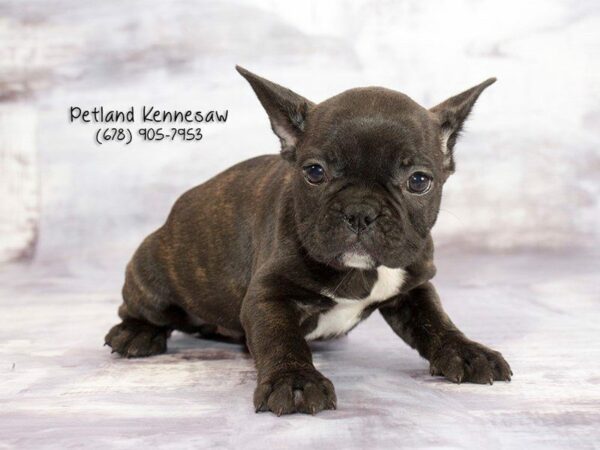 French Bulldog-DOG-Female-Brindle-21888-Petland Kennesaw, Georgia