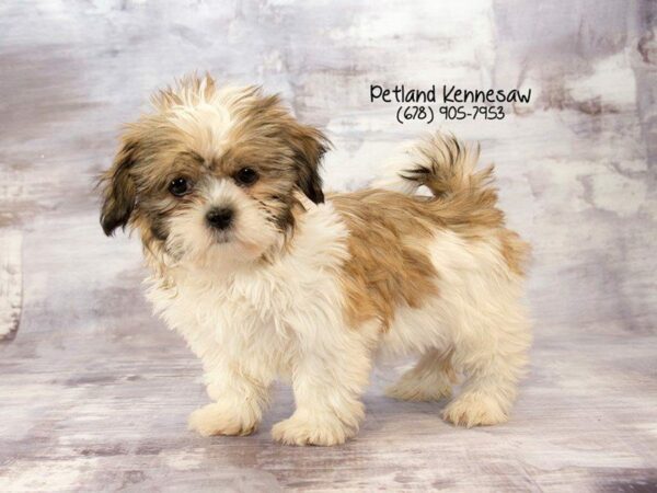 Shih Tzu DOG Female Red / White 21934 Petland Kennesaw, Georgia