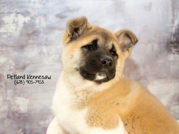 Akita DOG Male Brown / White 21940 Petland Kennesaw, Georgia