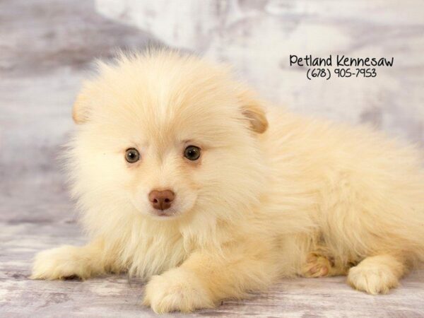 Pomeranian-DOG-Male-cr-21947-Petland Kennesaw, Georgia