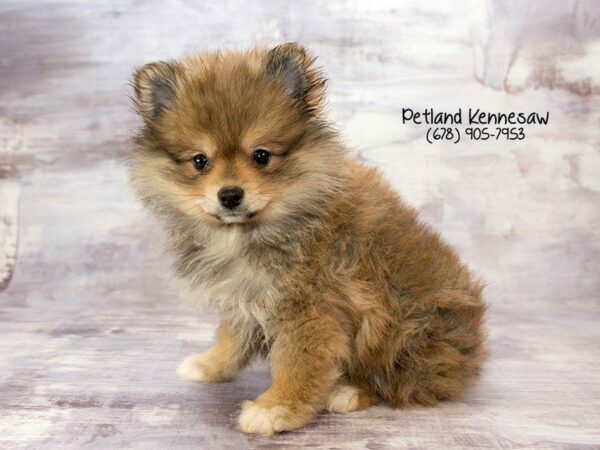 Pomeranian DOG Female sbl 21948 Petland Kennesaw, Georgia