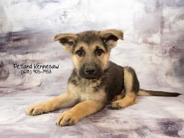 German Shepherd DOG Male blk-tn 21945 Petland Kennesaw, Georgia