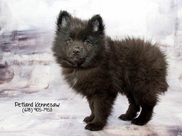 Pomeranian DOG Male Black 21924 Petland Kennesaw, Georgia