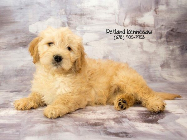 Miniature Goldendoodle DOG Male cr 21927 Petland Kennesaw, Georgia