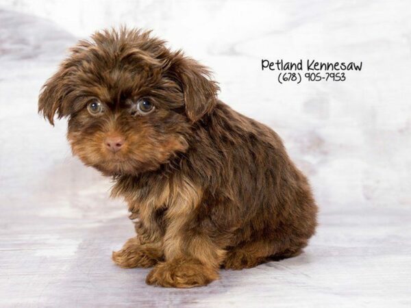 Yorkshire Terrier DOG Female BLK & TN 21949 Petland Kennesaw, Georgia