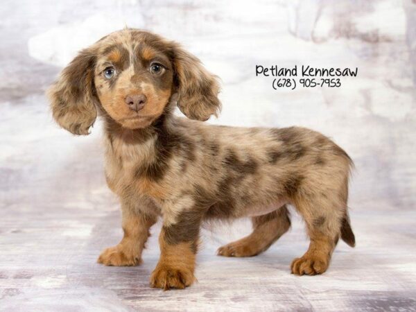 Dachshund DOG Female Chocolate / Tan 21943 Petland Kennesaw, Georgia