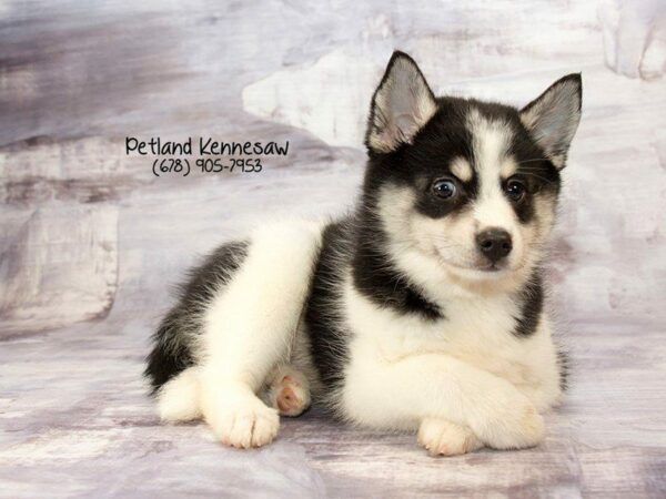 Pomsky DOG Female Black / White 21929 Petland Kennesaw, Georgia