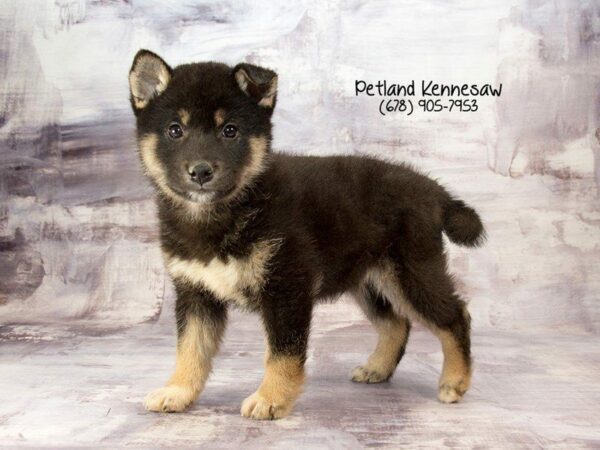 Shiba Inu-DOG-Male-Black / Tan-21932-Petland Kennesaw, Georgia