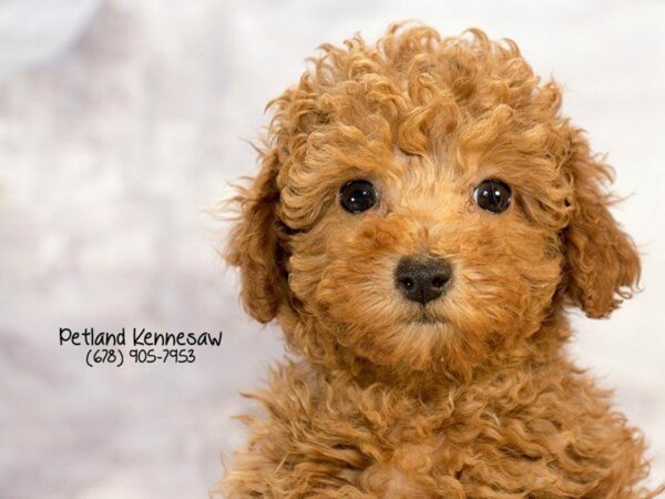 Miniature Poodle DOG Male Red 21931 Petland Kennesaw, Georgia