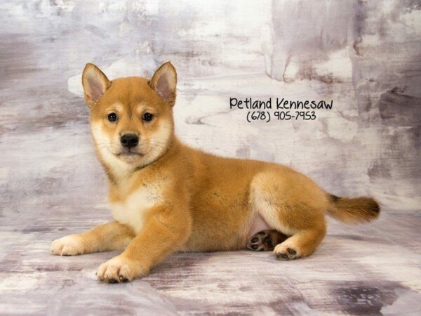 Shiba Inu-DOG-Male-Red Sesame-21933-Petland Kennesaw, Georgia