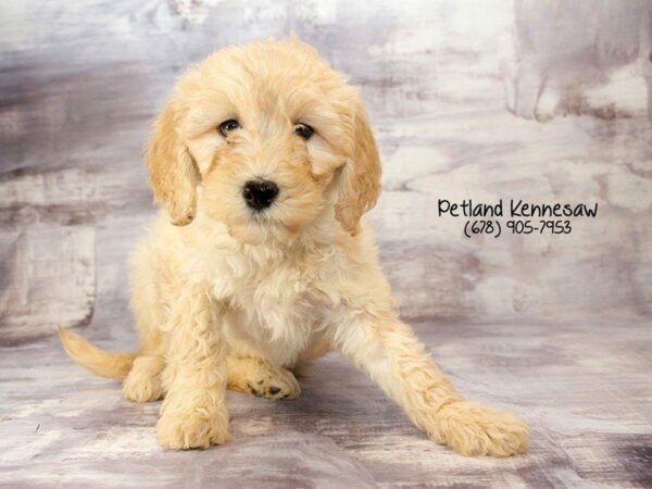 Goldendoodle 2nd Gen DOG Female Light Golden 21926 Petland Kennesaw, Georgia