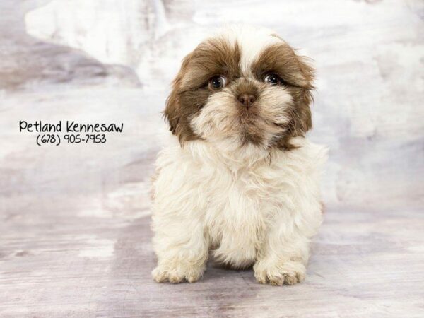 Shih Tzu DOG Female brown white 21961 Petland Kennesaw, Georgia