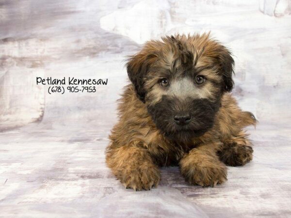 Soft Coated Wheaten Terrier DOG Female WHEATON 21960 Petland Kennesaw, Georgia