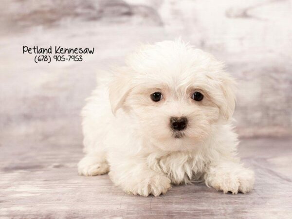 Maltese DOG Female White 21955 Petland Kennesaw, Georgia