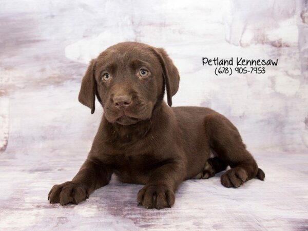 Labrador Retriever-DOG-Male-Chocolate-21952-Petland Kennesaw, Georgia