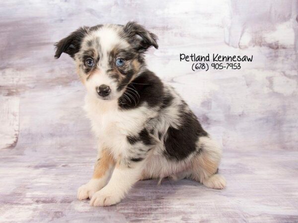 Miniature Australian Shepherd-DOG-Male-Blue Merle-21951-Petland Kennesaw, Georgia