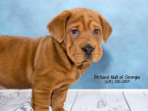 Walrus-DOG-Female-Red-1215-Petland Kennesaw, Georgia