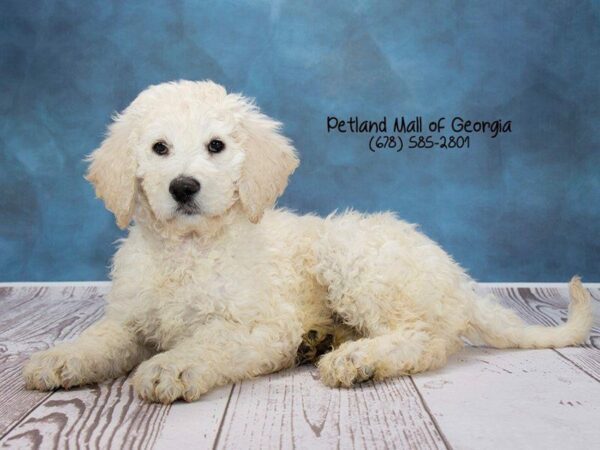 Goldendoodle 2nd Gen DOG Male Light Golden 1259 Petland Kennesaw, Georgia