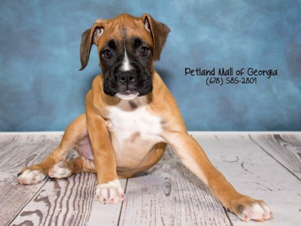 Boxer DOG Female Fawn 1299 Petland Kennesaw, Georgia