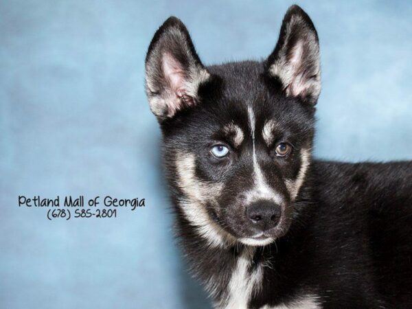 Pomsky DOG Male BLK & TN:WH MKGS 1091 Petland Kennesaw, Georgia