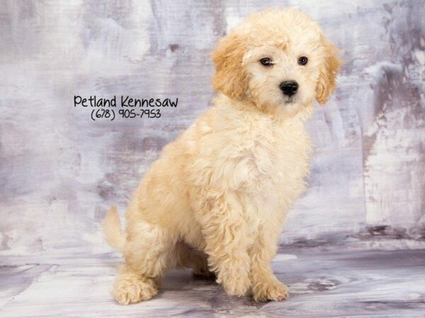 Miniature Goldendoodle 2nd Gen-DOG-Male-Cream-21981-Petland Kennesaw, Georgia