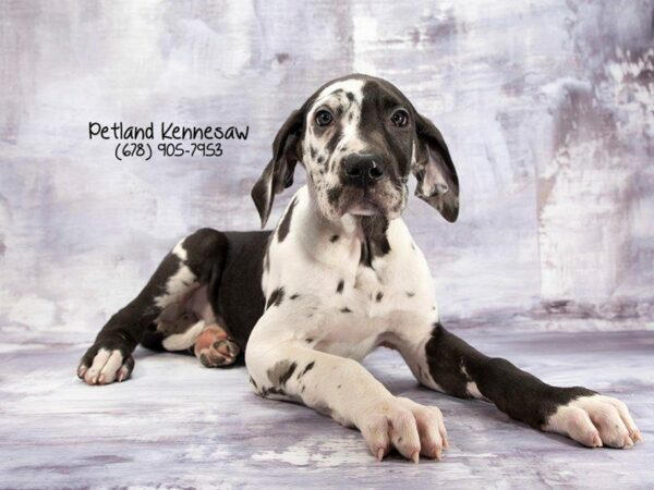 Great Dane DOG Male Merlequin 21978 Petland Kennesaw, Georgia