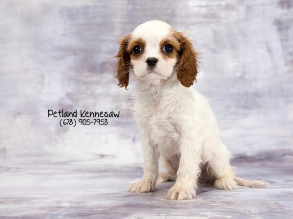 Cavalier King Charles Spaniel-DOG-Female-Blenheim-21974-Petland Kennesaw, Georgia