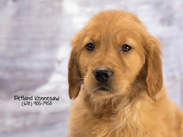 Golden Retriever DOG Male Dark Golden 21972 Petland Kennesaw, Georgia