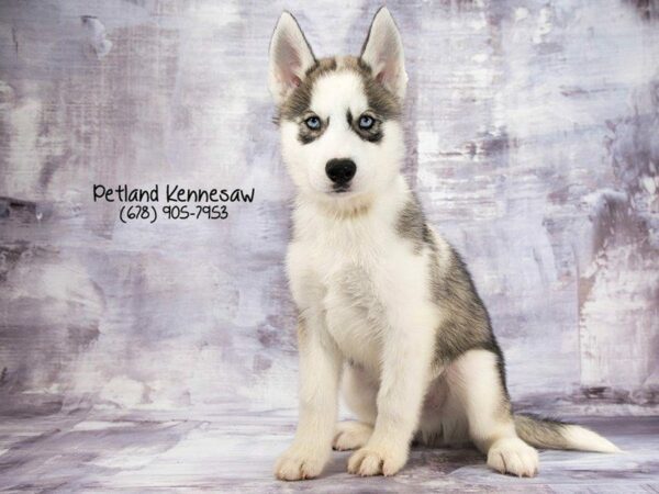 Siberian Husky DOG Male Gray / White 21970 Petland Kennesaw, Georgia