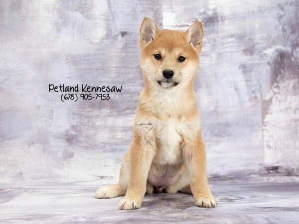 Shiba Inu-DOG-Female-blk & tn-21969-Petland Kennesaw, Georgia