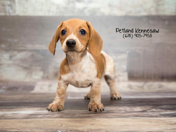 Dachshund DOG Male Brown / White 22015 Petland Kennesaw, Georgia