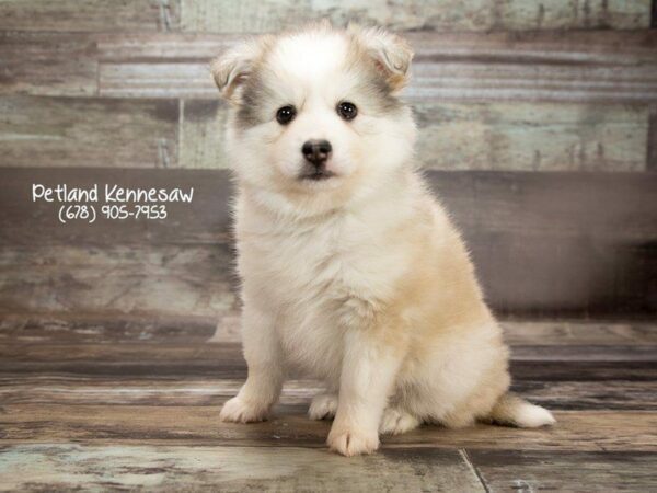 Huskimo DOG Female Black White 22011 Petland Kennesaw, Georgia