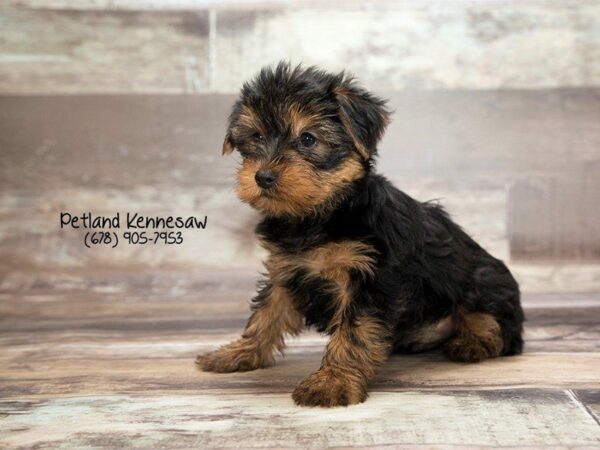 Yorkshire Terrier DOG Male black tan 22010 Petland Kennesaw, Georgia