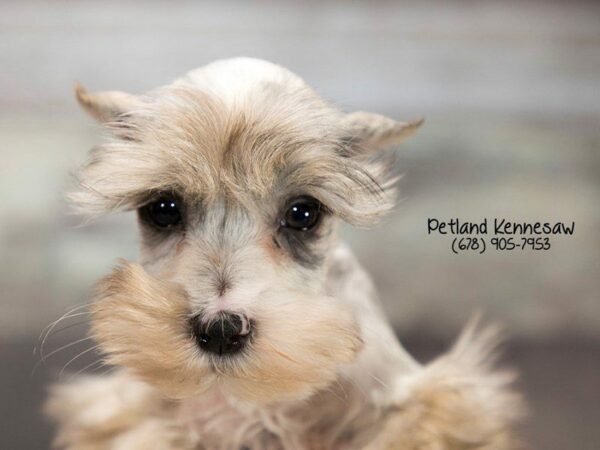 Miniature Schnauzer DOG Male WHITE PARTIE 22007 Petland Kennesaw, Georgia