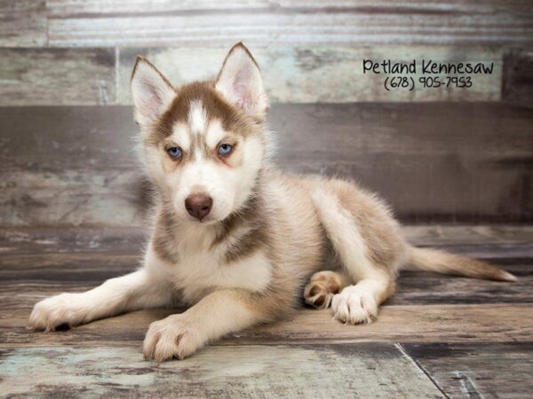 Siberian Husky DOG Female Red Wh 22001 Petland Kennesaw, Georgia